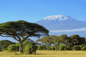 Kilimanjaro