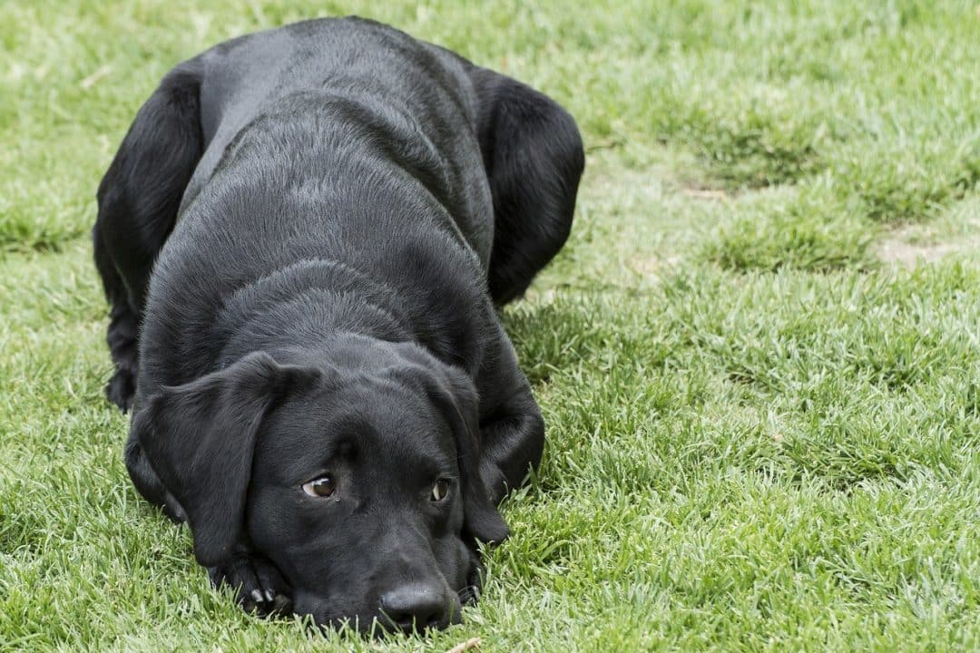 labrador